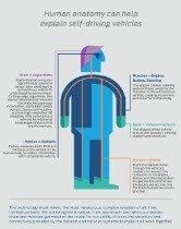 Human Anatomy and Self-Driving Vehicles